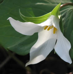 Trillium