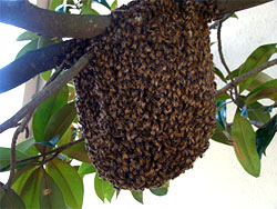 honey-bee-hive